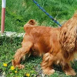 Znaleziono psa, Racławice, 18 kwietnia 2024