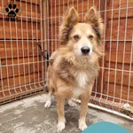 Znaleziono psa, Gdynia, 18 kwietnia 2024