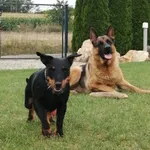 Zaginął pies, Wądroże Wielkie, 19 kwietnia 2024