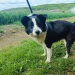 Pies do adopcji, Racławice, 14 kwietnia 2024