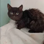 Znaleziono kota, Grudziądz, 18 kwietnia 2024