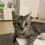 Zaginął kot, Dęblin, 19 kwietnia 2024