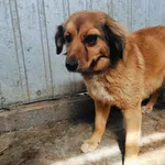 Pies do adopcji, Racławice, 15 kwietnia 2024