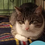 Znaleziono kota, Gdynia, 17 stycznia 2026