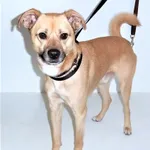 Pies do adopcji, Bytom, 19 kwietnia 2024