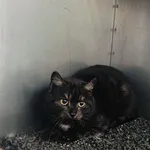 Znaleziono kota, Racławice, 15 kwietnia 2024