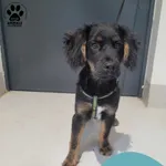 Znaleziono psa, Gdynia, 18 kwietnia 2024