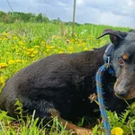 Pies do adopcji, Racławice, 18 kwietnia 2024