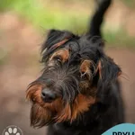 Pies do adopcji, Gdynia, 19 kwietnia 2024