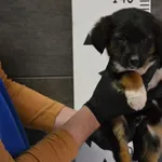 Pies do adopcji, Chełmek, 5 kwietnia 2024