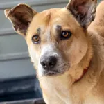 Pies do adopcji, Sosnowice, 16 marca 2024