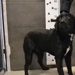 Znaleziono psa, Chełmek, 19 kwietnia 2024