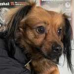 Znaleziono psa, Lublin, 21 kwietnia 2024