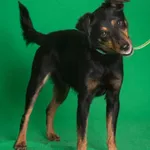 FESTER Z INTERWENCJI 20.04.2024 /W PROCESIE ADOPCYJNYM OD 15.06.2024/