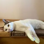 Zaginął kot, Wrocław, 22 kwietnia 2024