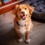 Kufel - 100% miłości na krótkich łapkach!