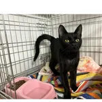 Znaleziono kota, Białystok, 20 kwietnia 2024