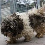 Znaleziono psa, Oborniki, 15 kwietnia 2024