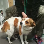 Znaleziono psa, Bydgoszcz, 19 kwietnia 2024