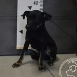 Znaleziono psa, Chełmek, 20 kwietnia 2024