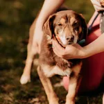 Chmiel 616093900975399