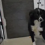 Znaleziono psa, Chełmek, 20 kwietnia 2024