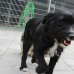 Znaleziono psa, Oborniki, 15 kwietnia 2024