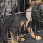 Znaleziono psa, Radom, 21 kwietnia 2024