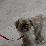 Znaleziono psa, Oborniki, 21 kwietnia 2024