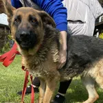 Pies do adopcji, Włocławek, 24 kwietnia 2024