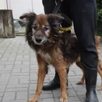 Znaleziono psa, Łódź, 21 kwietnia 2024