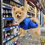 Zaginął pies, Łódź, 23 kwietnia 2024