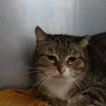 KOTKA Z INTERWENCJI 17.04.2024