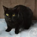 Kot do adopcji, Chełmek, 5 kwietnia 2024