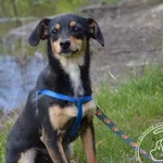 Pies do adopcji, Chełmek, 8 kwietnia 2024