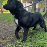 GW/201/8/24 Koala   data przyjęcia - 22.04.2024