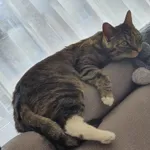 Zaginął kot, Gryfino, 24 kwietnia 2024