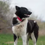 Pies do adopcji, Wysocko Wielkie, 21 kwietnia 2024