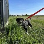 Bartuś z Przytuliska w Wolsztynie szuka domu :) Bartuś to młodziutki samczyk, ma niecały rok. Jest wspaniały, niesamowicie przyjazny. Jest świetnym kandydatem na bycie adopciakiem :) Kontakt w sprawie