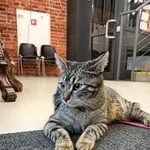 Zaginął kot, Łódź, 25 kwietnia 2024