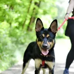 Znaleziono psa, Sosnowiec, 18 kwietnia 2024