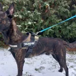 Pies do adopcji, Henrykowo, 30 listopada 2023