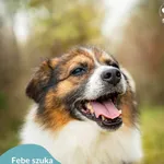 Pies do adopcji, Dąbrówka, 26 kwietnia 2024