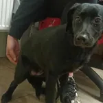 Znaleziono psa, Toruń, 19 kwietnia 2024