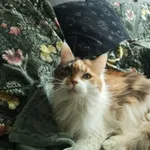 Zaginął kot, Warszawa, 27 kwietnia 2024