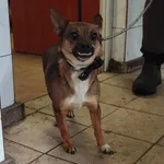 Znaleziono psa, Toruń, 19 kwietnia 2024