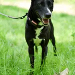 Znaleziono psa, Sosnowiec, 14 kwietnia 2024