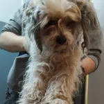 Znaleziono psa, Sosnowiec, 19 kwietnia 2024