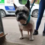 Znaleziono psa, Sosnowiec, 17 kwietnia 2024