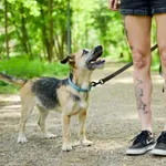 Znaleziono psa, Sosnowiec, 14 kwietnia 2024